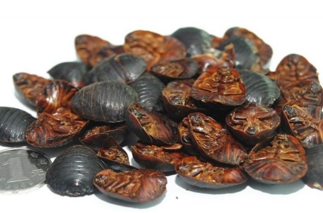 养殖土鳖虫回收,养殖土鳖虫成本多少