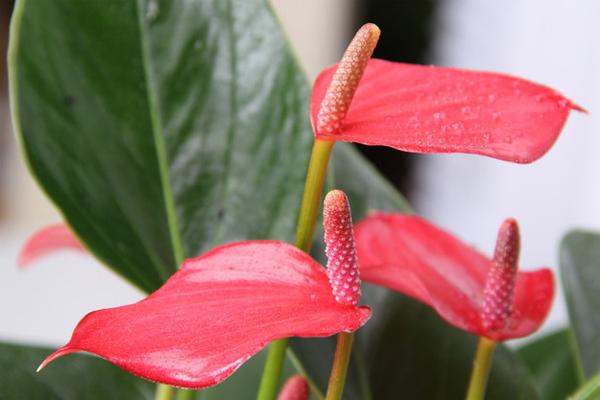 耐阴又开花植物有哪些品种,耐阴又容易开花的植物推荐