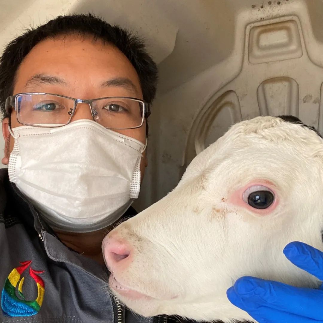 安乐福兽医精品课-奶牛围产期疾病护理与防治