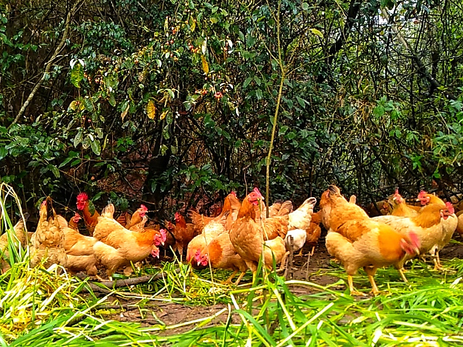 散养土鸡能赔钱吗,土鸡放养就是土鸡吗