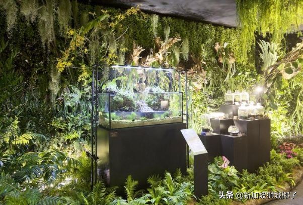 新加坡旅游攻略推荐花园,新加坡花园最新消息