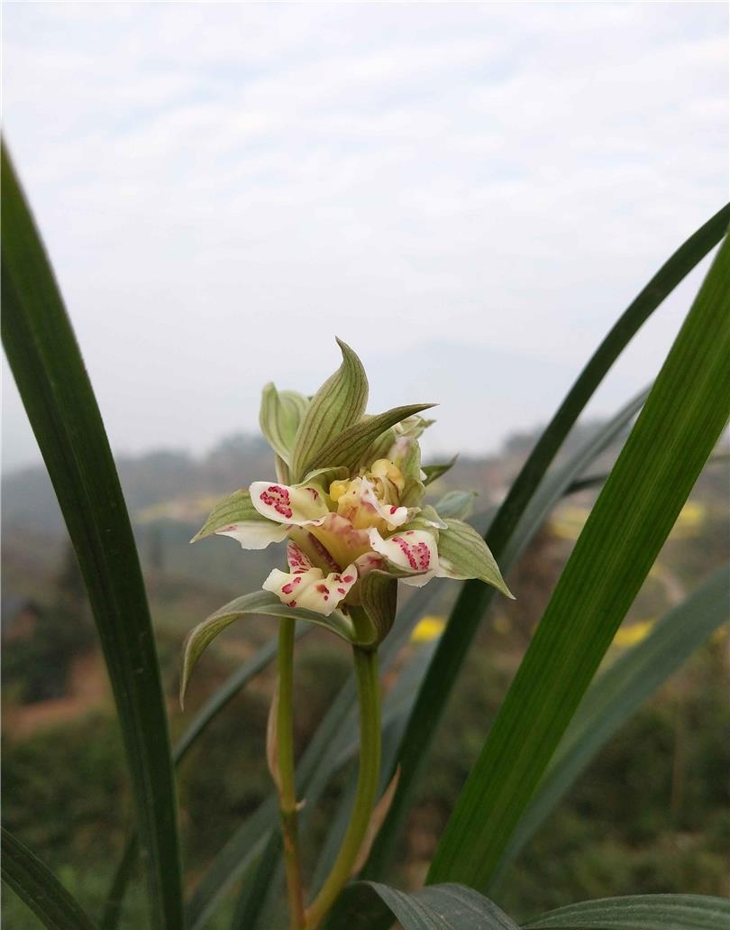 春剑盖世牡丹图片大全,天价兰花都是什么品种