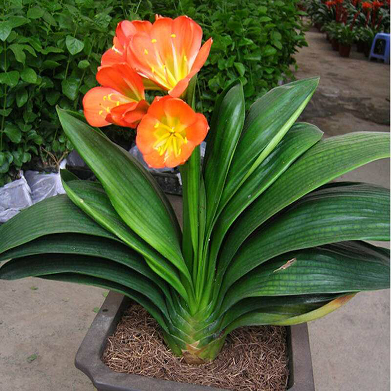 君子兰怎样养叶绿肥根壮,君子兰用什么肥叶绿叶厚