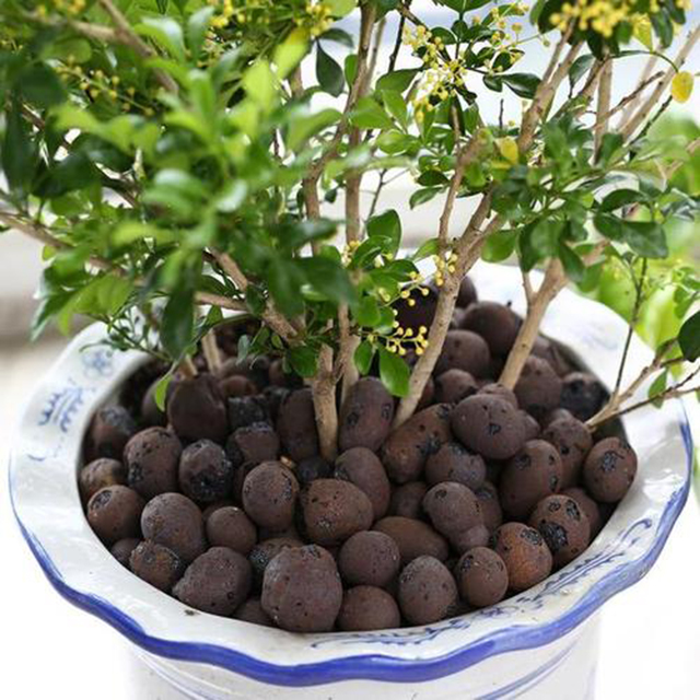 养花土的虫子怎么消灭最好,养花去除小虫子的妙招