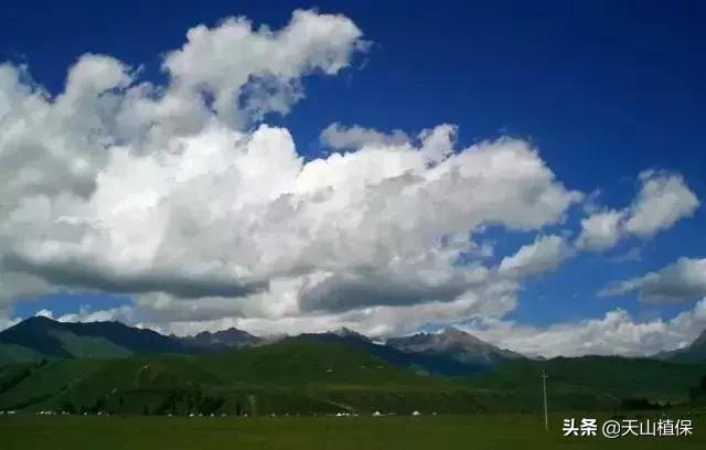 伊犁可克达拉草原,伊犁草原之旅