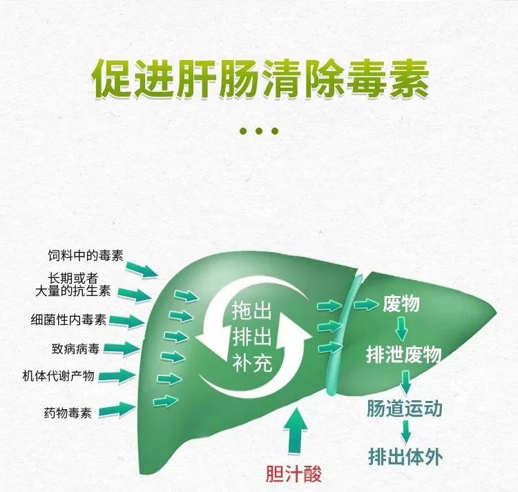 蛋鸡脂肪肝综合征的防治,蛋鸡脂肪肝氯化胆碱正确使用方法