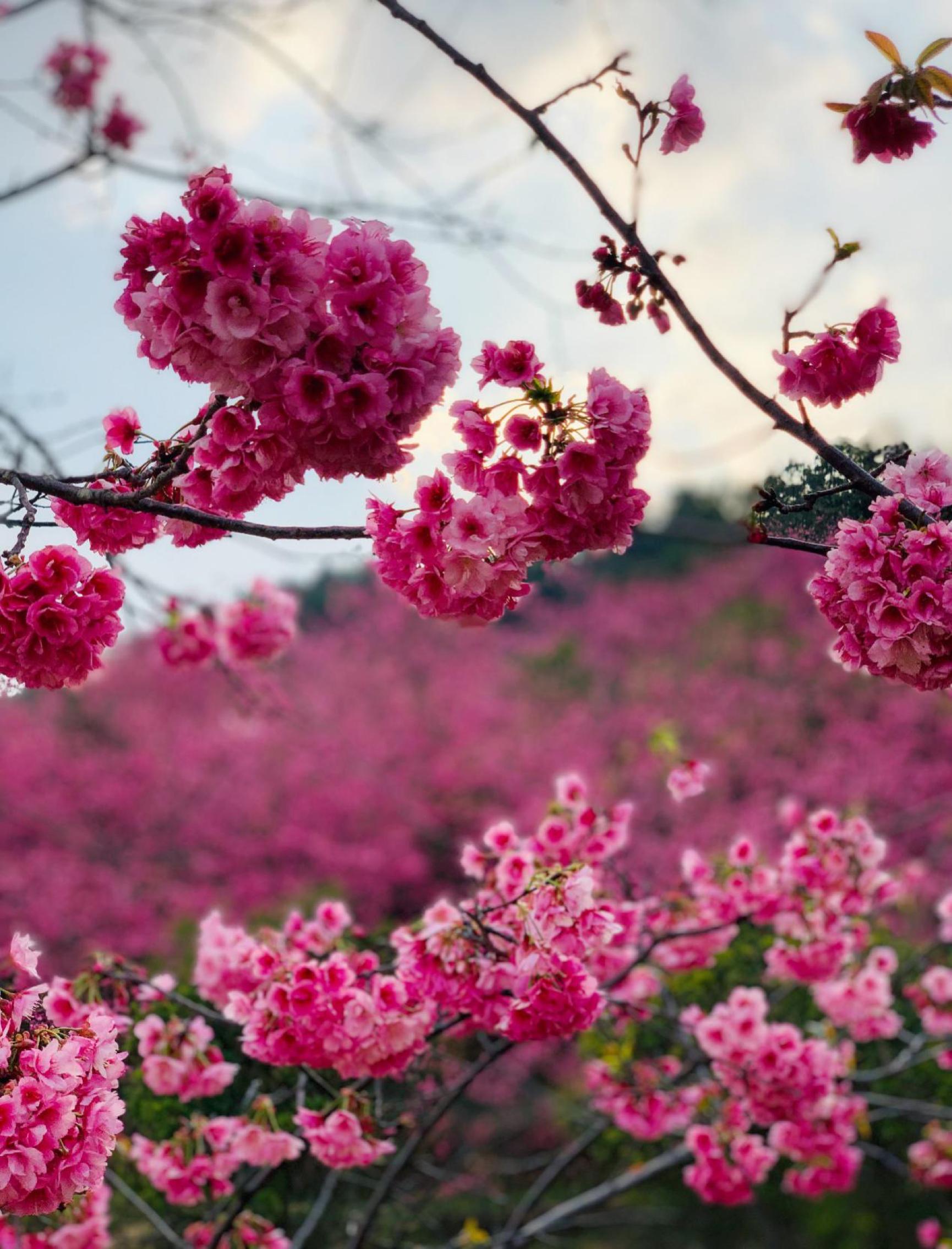 云南昆明最新攻略,昆明旅游不踩坑攻略