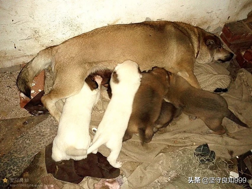 被遗弃的狗母子,被丢弃的母狗