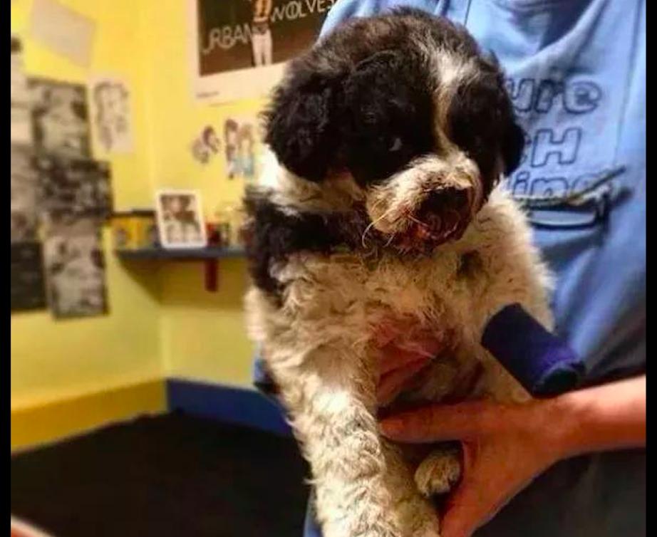 狗狗鼻子骨折什么表现,狗狗前腿骨折了需要多久自愈