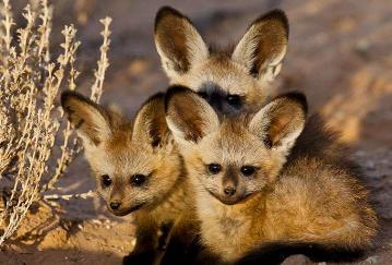 狗狗耳朵有几种类型,正常狗狗耳朵是什么样的