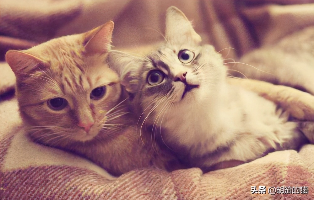 布偶母猫很凶不让配怎么办,为什么母猫凶别人的孩子