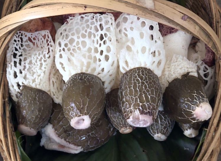 看似害虫实则益虫,其实它是一种很少见的菌类