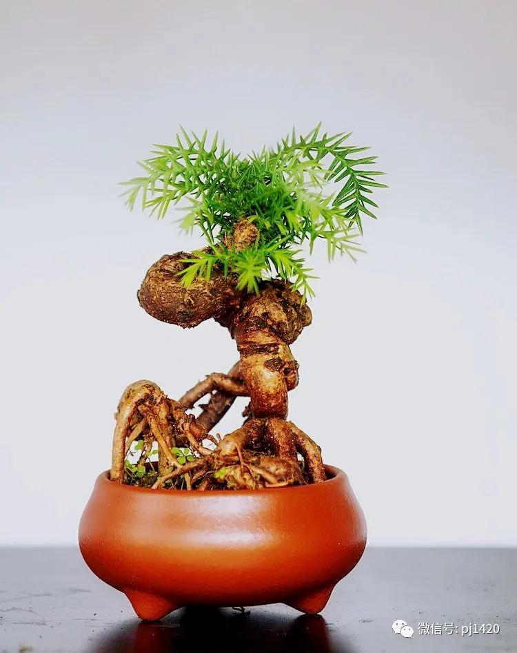 澳洲杉怎么长出漂亮根部,澳洲杉能用赤玉土种植吗