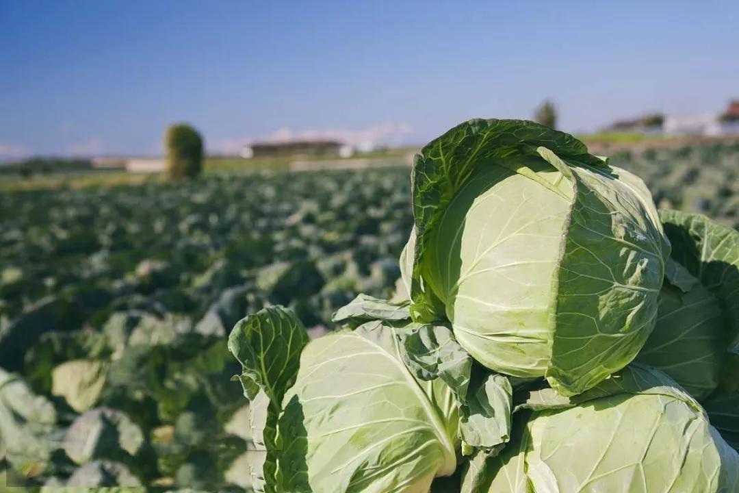 蔬菜甘蓝种植技术,农业专家讲种植甘蓝