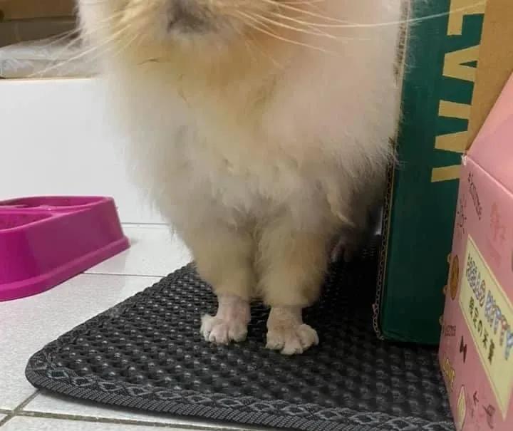 在路上捡回来的流浪猫给它洗澡,救助的流浪猫生病自己无能为力