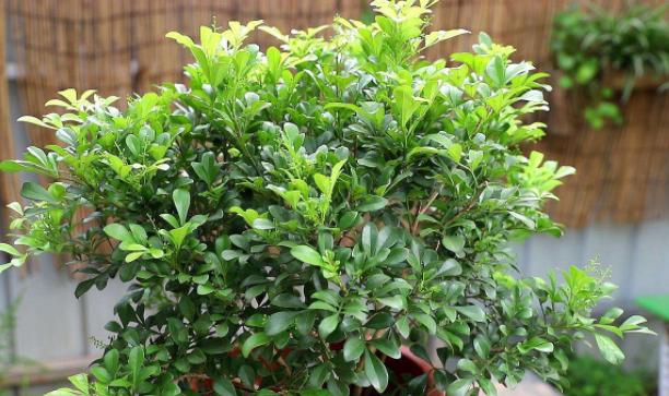 盆栽米兰花修剪技巧,米兰花怎么修剪叶子上有白色斑点