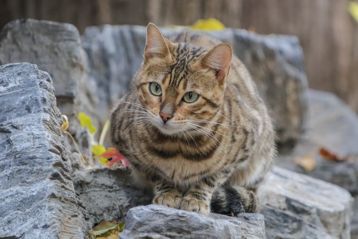 佳能eosm2值得买吗,佳能发布eosm200入门级无反相机