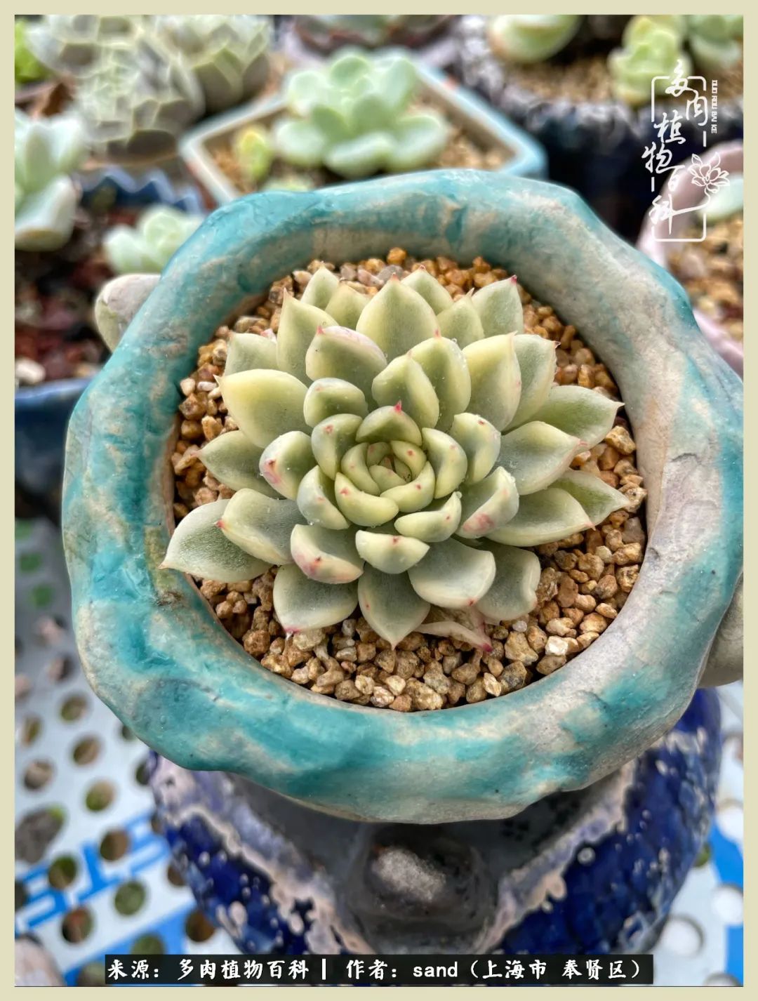 多肉垂落下去该怎么办,多肉在三伏天怎么度夏