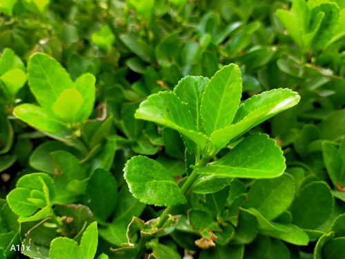 oppofindx4pro什么时候上市,oppofindx5pro上市时间