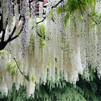 精品紫藤品种,名藤花卉紫藤