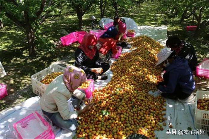 五元一斤大量滞销,年前5元一斤大量滞销