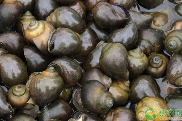 福寿甲鱼养殖技术,养螺养甲鱼最佳方案