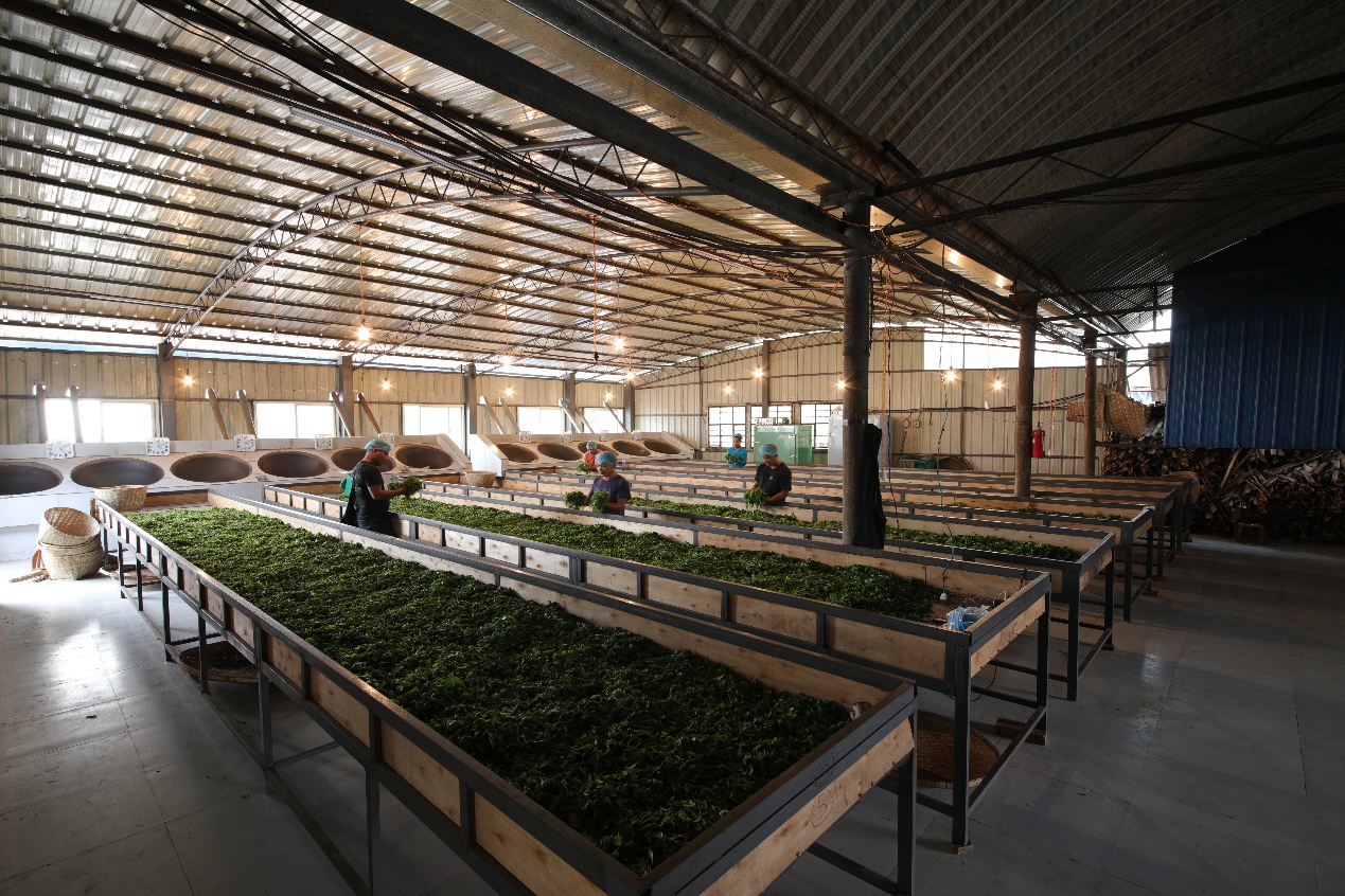 云南普洱茶十大高端茶排名,云南普洱茶滑竹梁子古树茶