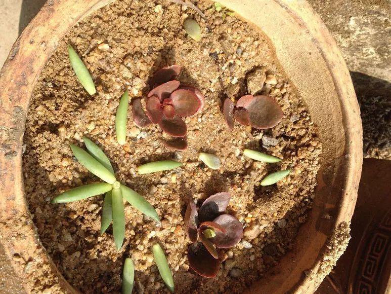 烂根的多肉可以用什么药,烂根的植物要挖出来吹干么