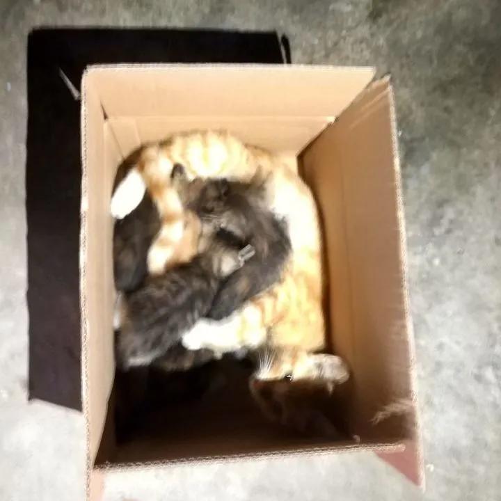 怎么养一只纯种土狗,如何养好一只土狗