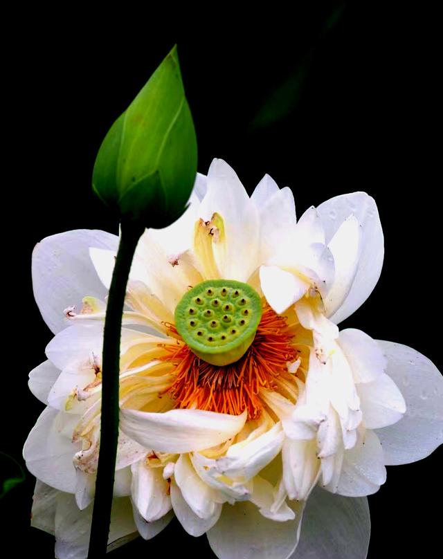 最美的荷花诗句,一起赏荷花的诗词歌赋