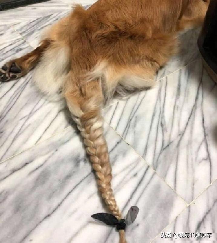 金毛的毛毛太长了，方便的时候总是弄脏，铲屎官就给编了根大辫儿