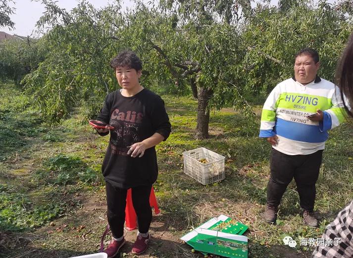 秋日好时光冬枣采摘,带着愉悦的心情踏上了冬枣采摘园