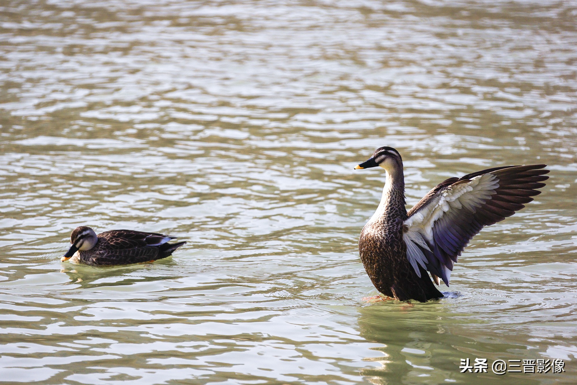 佳能r5转接佳能ef50l拍摄的作品,佳能r5转接ef镜头感觉没有5d4清晰