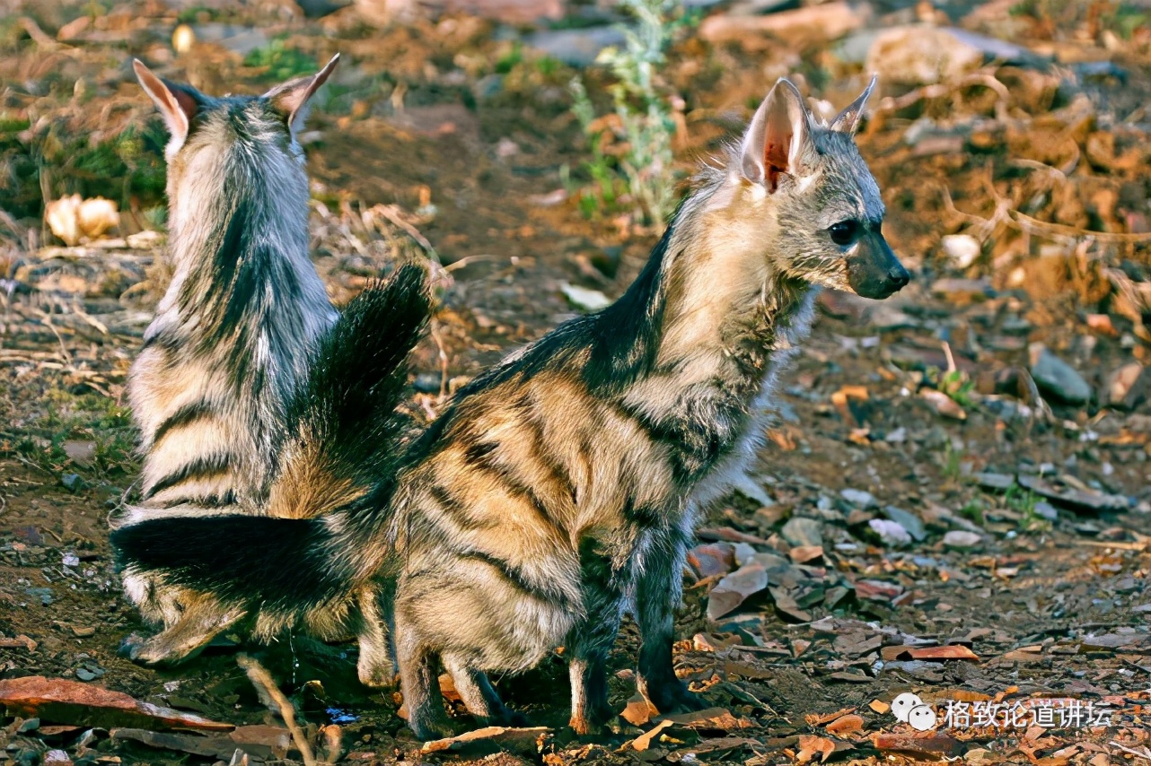 被称为“非洲最强挖掘机”的它，挖洞速度比6个人还快