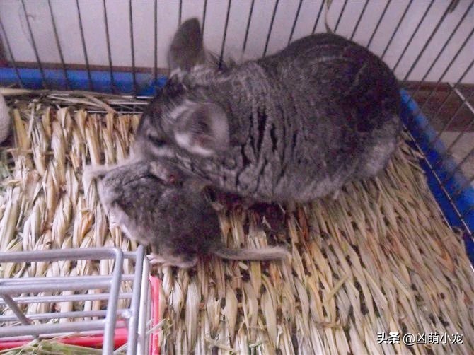 开店的伊始-龙猫宝宝