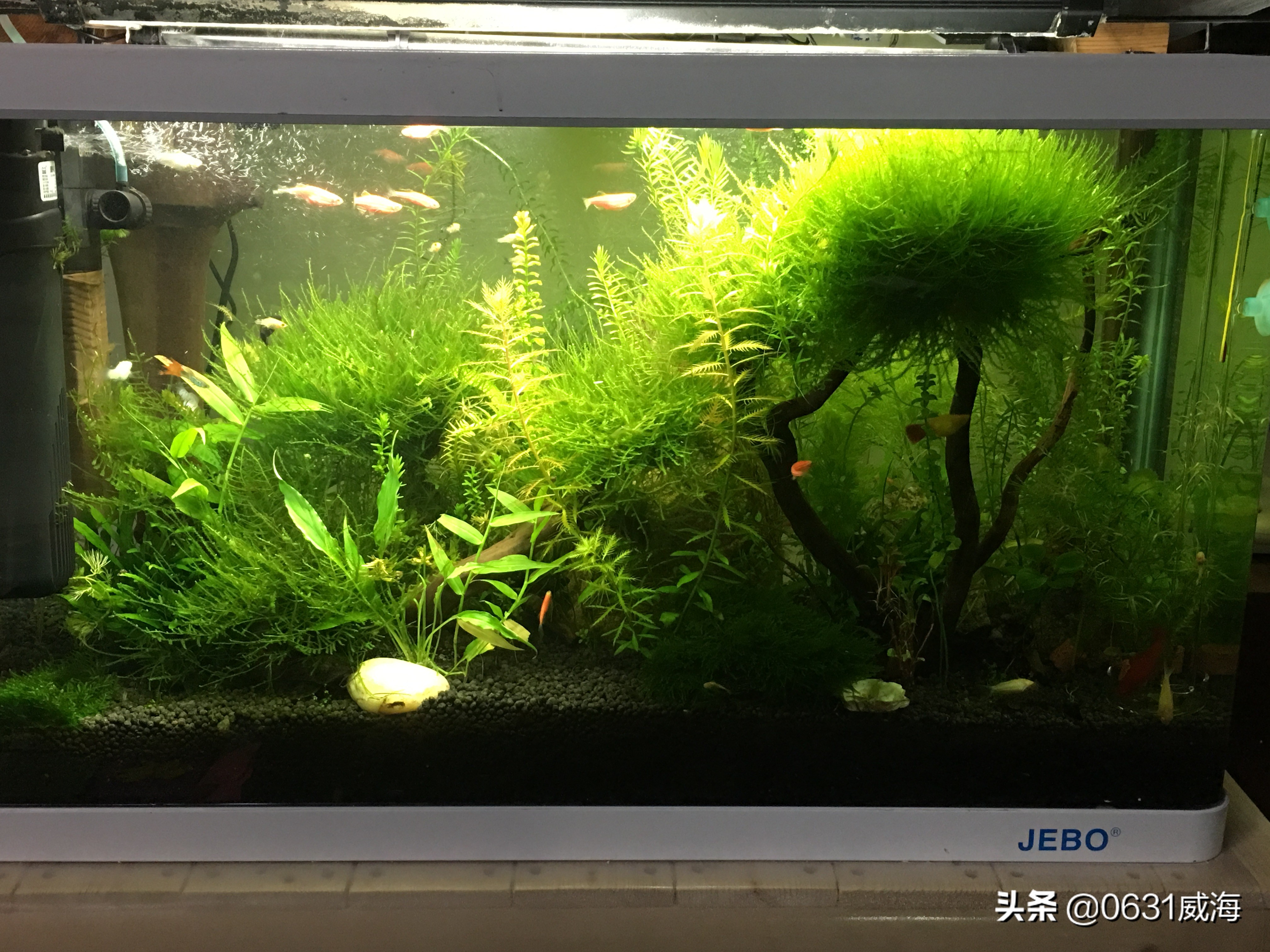 饲养观赏鱼遇到白点病你是如何处理的，土方法你用过没有？