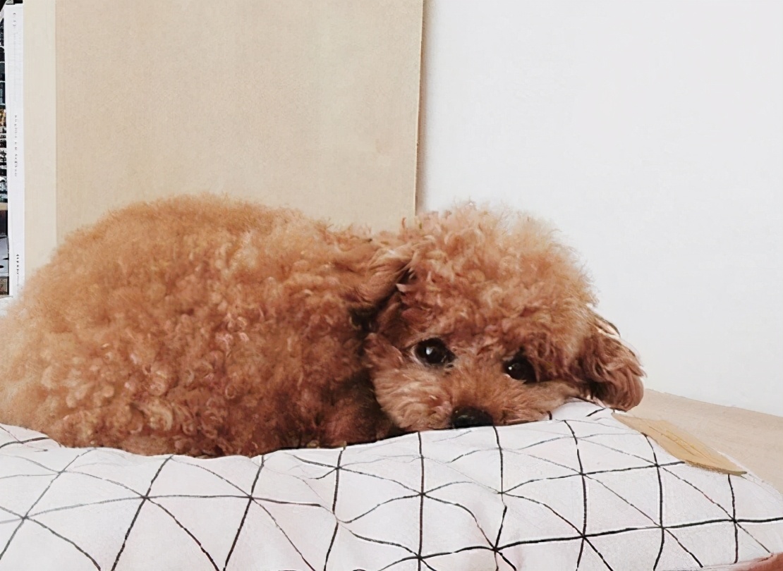 泰迪的智商高还是柯基的智商高,成年泰迪智商相当于几岁小孩