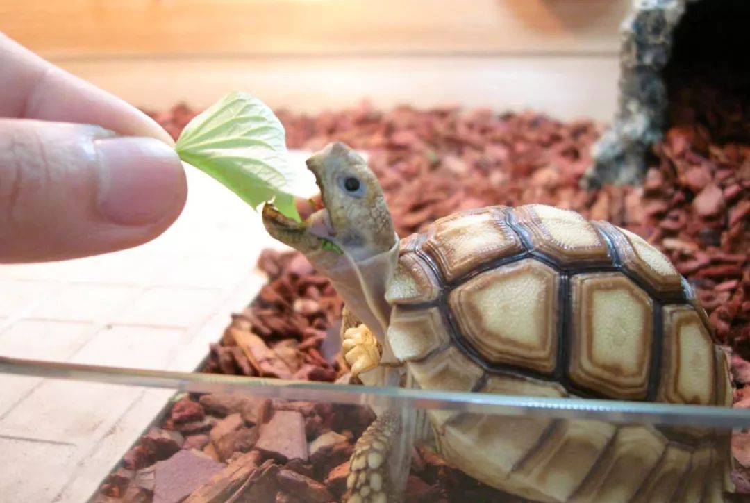 普法讲解野生动物,法治动物