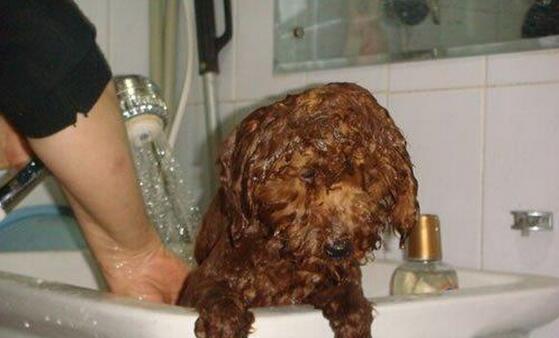 新手饲养泰迪犬的四大注意事项,泰迪犬的这5个饲养小常识