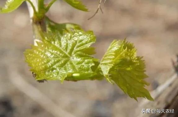 如何防治葡萄落果严重,可怕葡萄生长全过程