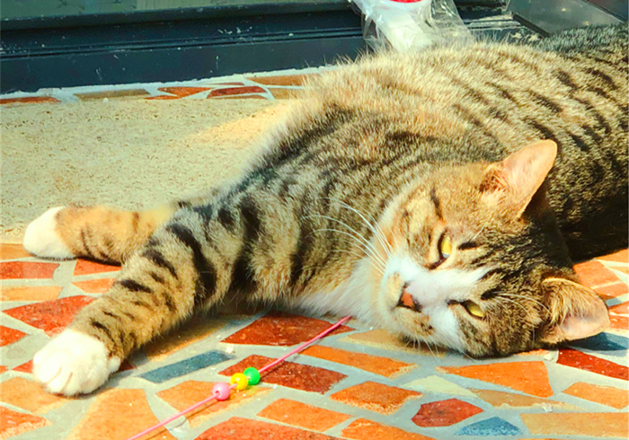 猫咪铲屎官必须知道的事情,猫咪肺部肿瘤症状及治疗方法