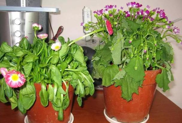 水养花为什么花根容易烂,花根浇水过多腐烂怎么治疗