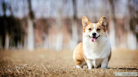 幼崽柯基为什么喜欢舔爪子,柯基幼犬喜欢各种咬怎么办