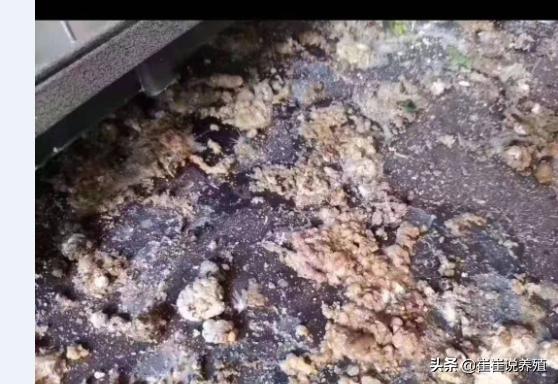 鸡拉稀怎么办,鸡拉稀最快的解决方法