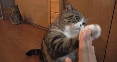 哪种猫咪均价昂贵,未来什么猫咪最畅销