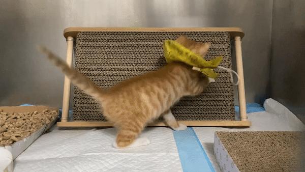 双目失明的猫怎么养,双目失明的猫有哪些