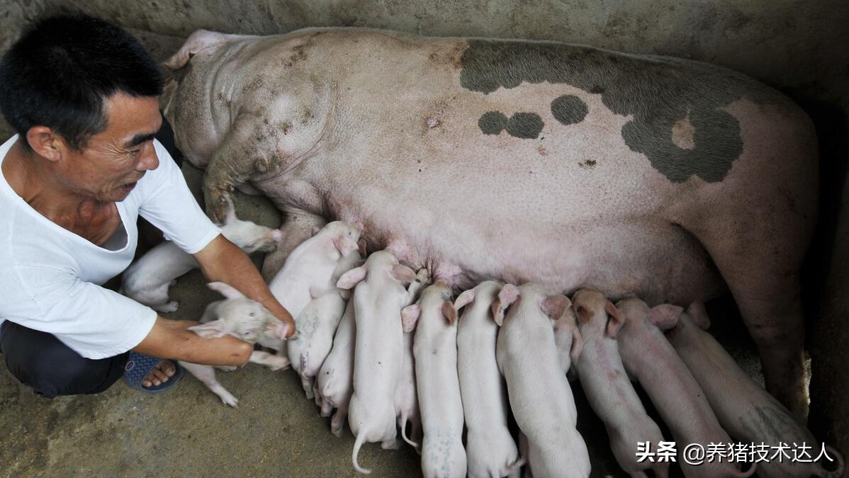 母猪产后消炎有哪些药的配方,母猪产后消炎用什么药合适