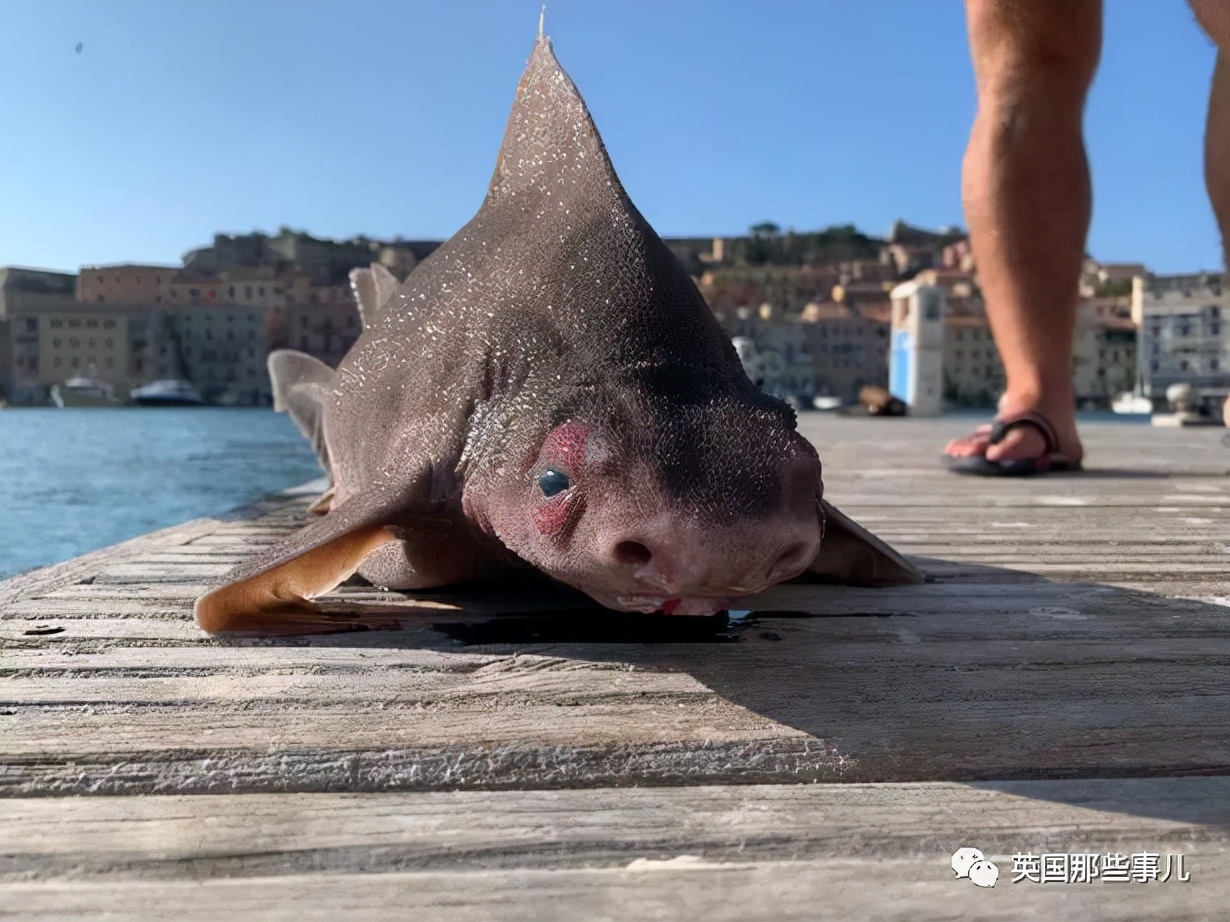 鲨鱼身体，猪猪的脸？意大利船员，打捞到了一只猪脸鲨鱼...