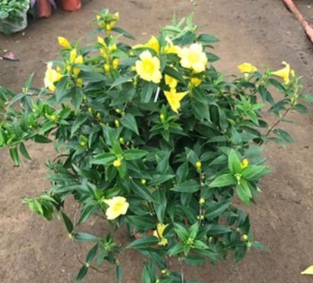 香水茉莉花换盆教程,刚买回来法国香水花上盆