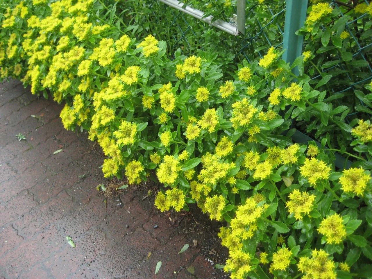 一年四季都开红花的多肉草,一年四季都红的多肉